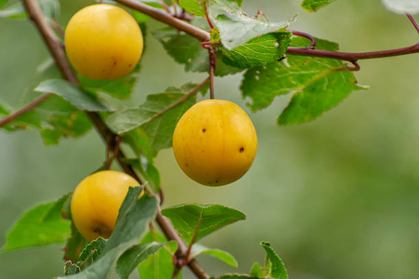 istock Yellow ripe cherry plum on the branches. 1332257762