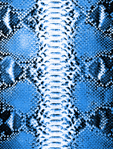 Snake Skin Background. Blue Texture