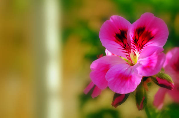 piękny różowy i fioletowy kwiat kwitnący w ogrodzie latem i słoneczny dzień - geranium pratense zdjęcia i obrazy z banku zdjęć