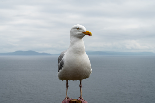 Close up picture of a seagull standing near the coast of Dingle in Ireland