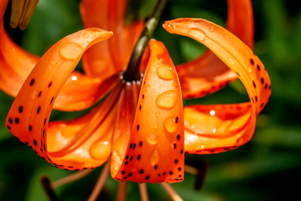 istock tiger lily with dew drops in the garden 1332260870