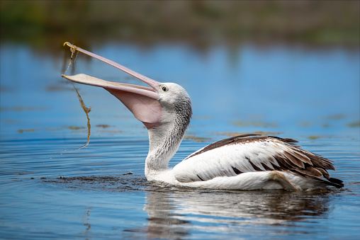 one pelican cleaning it's feathers by the blue water's edge with water background