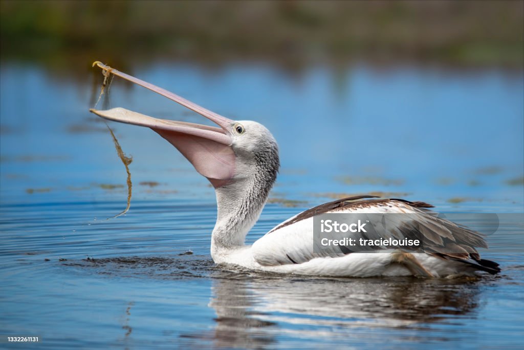 Australian Pelican (Pelecanus conspicillatus) Pelican swimming in the water eating sea grass in the Gippsland Lakes Pelican Stock Photo