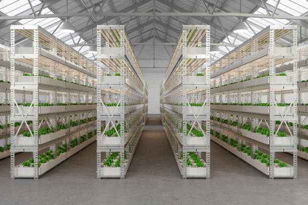 stojaki z uprawy sałaty w hydroponicznych pionowej farmy w magazynie - field vertical agriculture crop zdjęcia i obrazy z banku zdjęć