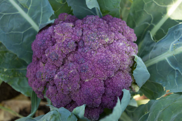 istock an unusual cauliflower with a purple head 1332264292