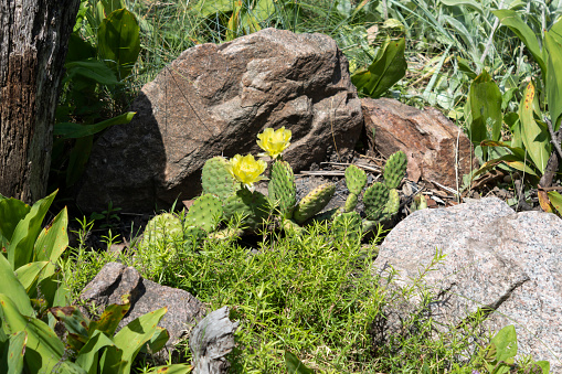 In the rockery garden, a cactus called prickly pear has bloomed with beautiful yellow flowers.