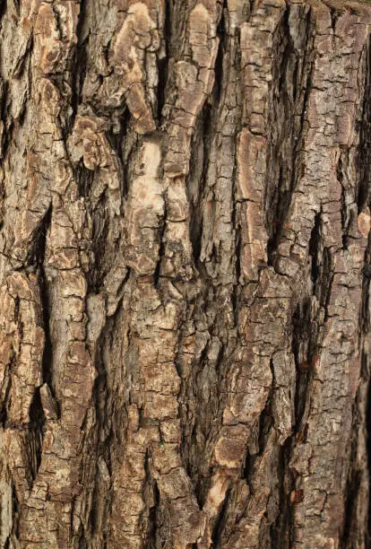 Photo of Tree bark