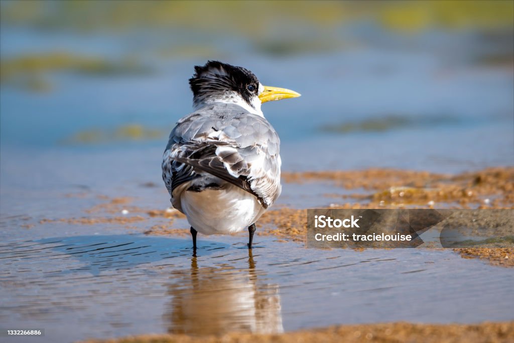Crested Tern (Thalasseus bergii) Crested Tern on the beach at Lake Tyers in Gippsland Tern Stock Photo