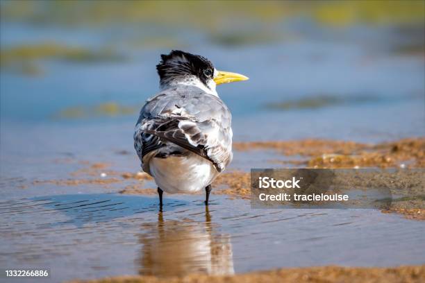 Crested Tern Stock Photo - Download Image Now - Tern, Australia, Silver Colored