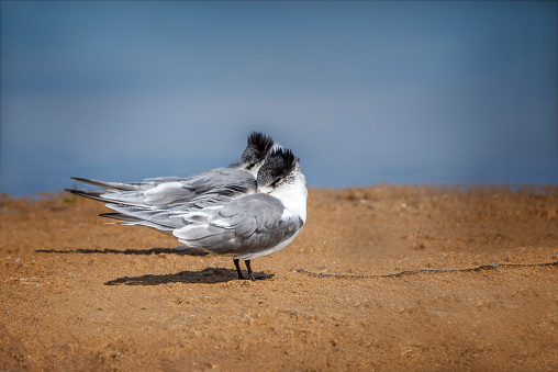 Crested Terns on the beach at Lake Tyers in Gippsland