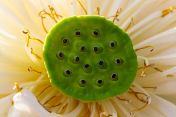 istock Lotus flower in bloom 1332267099