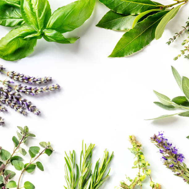 istock Fresh garden herbs square banner with a place for text 1332268300