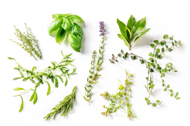 Herbes de Provence, traditional French aromatic herbs, overhead shot Herbes de Provence, traditional French aromatic herbs, overhead flat lay shot on a white background herbal medicine stock pictures, royalty-free photos & images