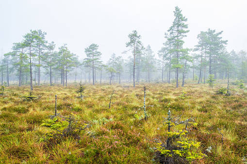 Mire with pine trees in the mist