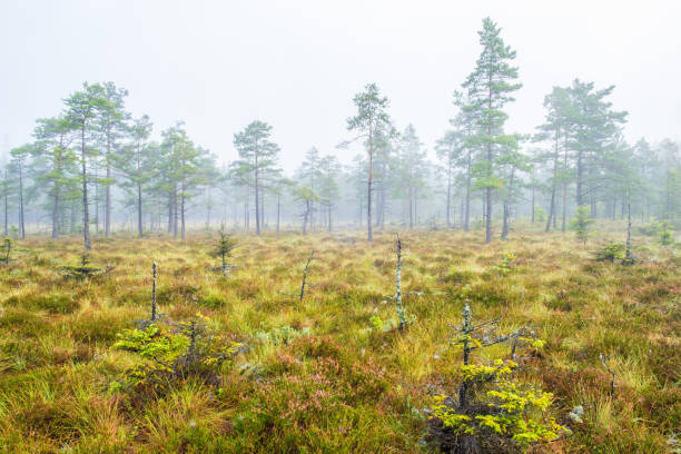 mire with pine trees in the mist - bog imagens e fotografias de stock