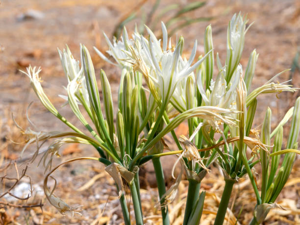 красивый белый цветок pancratium maritimum на пляже греческого острова эвия в греции - морская лилия стоковые фото и изображения