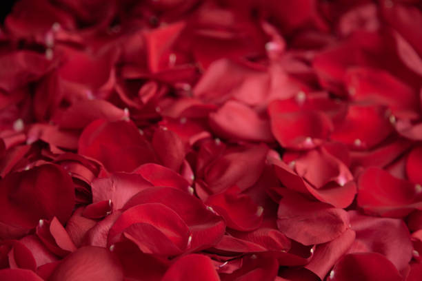 istock background of red rose petals 1332269464