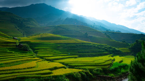 istock Terraced rice field in the valley 1332270309