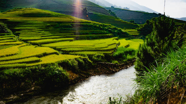 istock Terraced rice field in the valley 1332270352