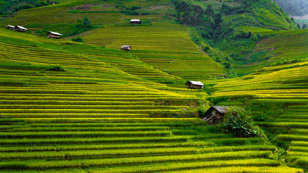 istock Terraced rice field in the valley 1332270368
