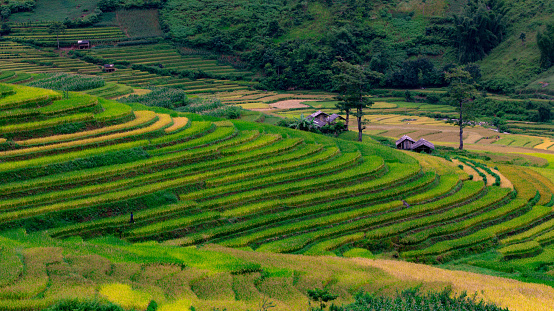 Terraced Rice field on the village, middle of mountains - Vietnam\nSunny day
