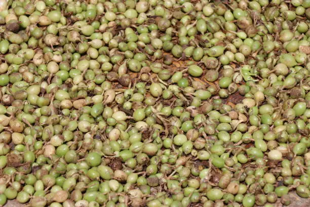 Freshly harvested green Cardamom or elaichi which is an Indian spice close up. Cardamom is third most expensive spice by weight
