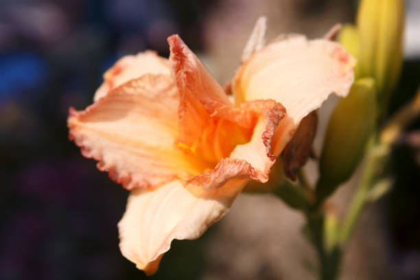 Floral background with delicate orange daylily, place for text