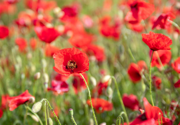 istock field of poppies 1332271677