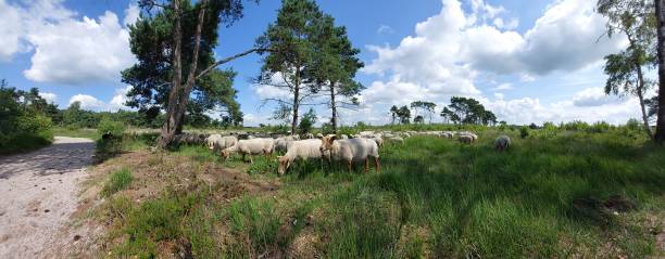 Sheep grazing at Kalmthout Heath nature park