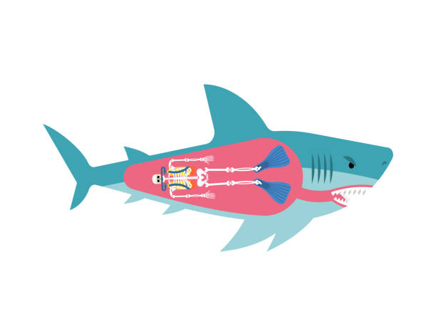 istock Diver skeleton inside shark. Shark and diver. Marine predator ate frogman. diver's death 1332272954