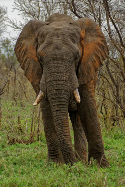 istock Elephant South Africa 1332275033