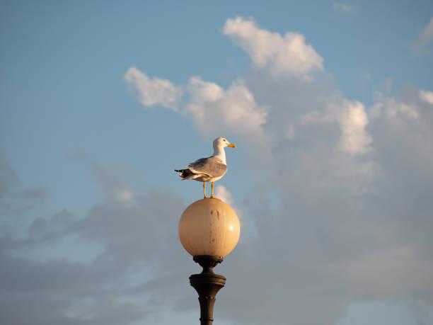 Seagull on a Round Lamp and the Sky with Clouds in the background.