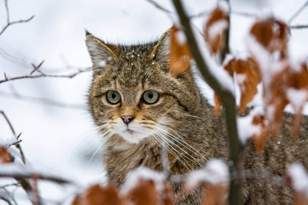 European wildcat European wildcat in Germany bavarian forest stock pictures, royalty-free photos & images