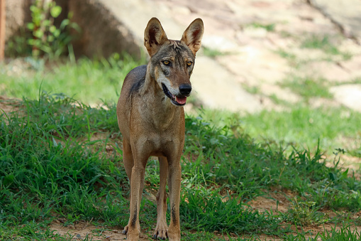 an indian wolf (Canis lupus pallipes)stands on the rock, which is is a subspecies of grey wolf that ranges from Southwest Asia to the Indian Subcontinent.