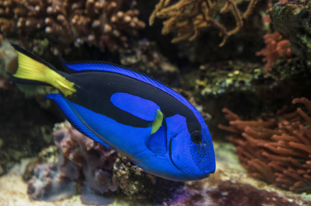 istock Blue tang (paracanthurus hepatus)  fish close up view 1332275410