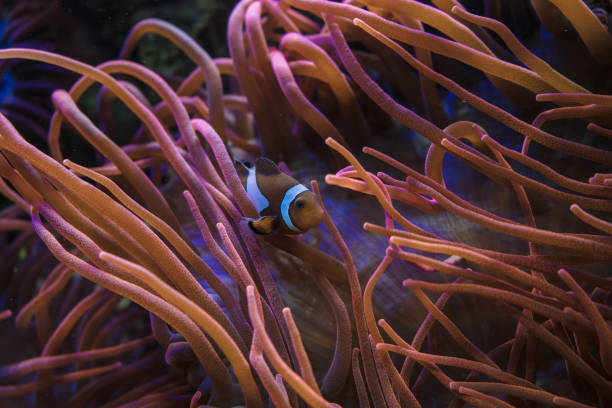 istock Amphiprion ocellaris inside Bubble-tip anemone with focus on anemone 1332275411