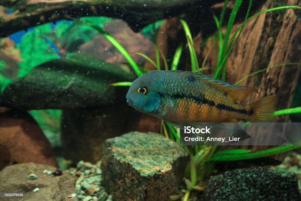 close view of swimming Nicaragua Cichlid or cichlasoma nicaraguense moga (Colored Macaws) Animal Stock Photo