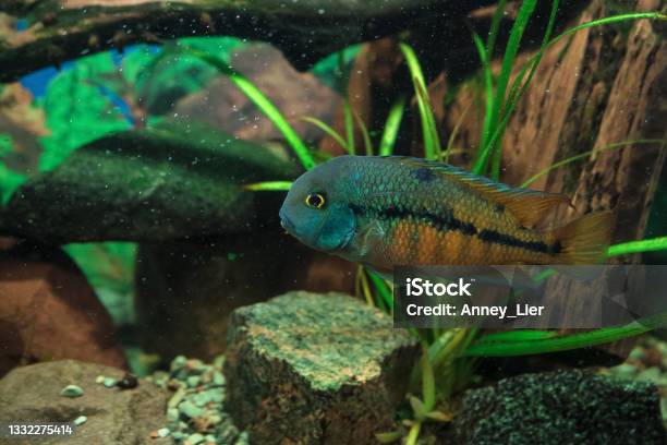 Close View Of Swimming Nicaragua Cichlid Or Cichlasoma Nicaraguense Moga Stock Photo - Download Image Now