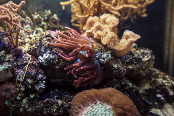 istock close up view of Amphiprion ocellaris with anemones and Toadstool leather Sarcophyton sp soft coral 1332275450