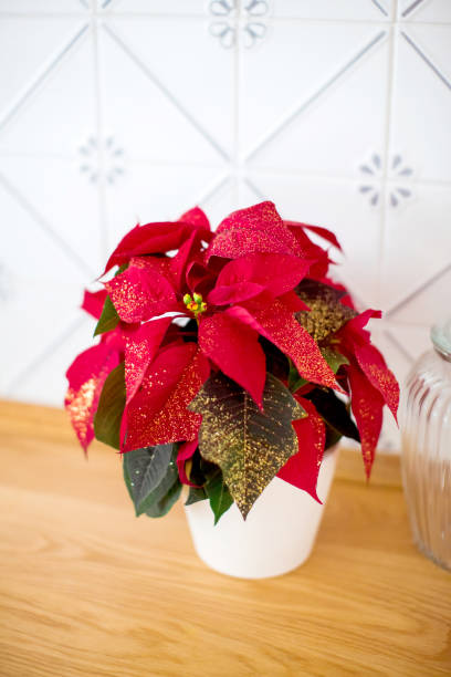 istock Christmas poinsettia 1332276536