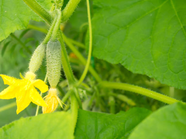 istock blooming small cucumbers on a branch in a greenhouse 1332276828