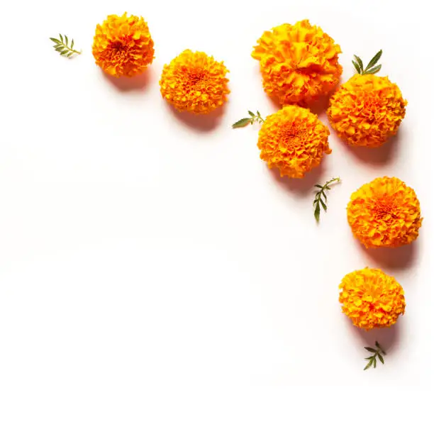 Photo of Marigold yellow flowers on white background