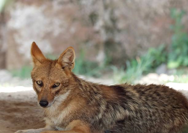 istock Black Backed Jackal staring towards the camera, Silver Backed Jackal sitting. 1332277769
