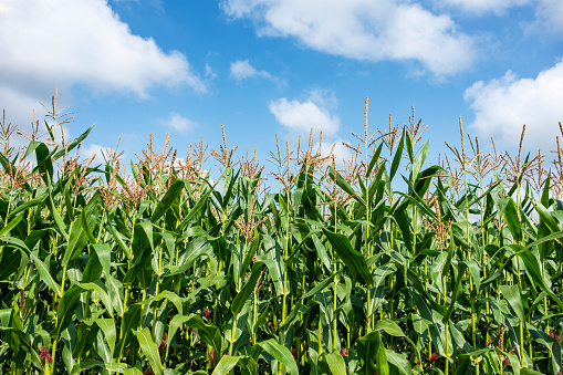 Corn Crop Under A Blue Sky