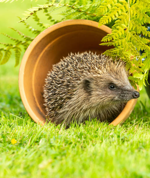 Close up portrait of a wild, native, European hedgehog in natural garden habitat with green grass and ferns. stock photo