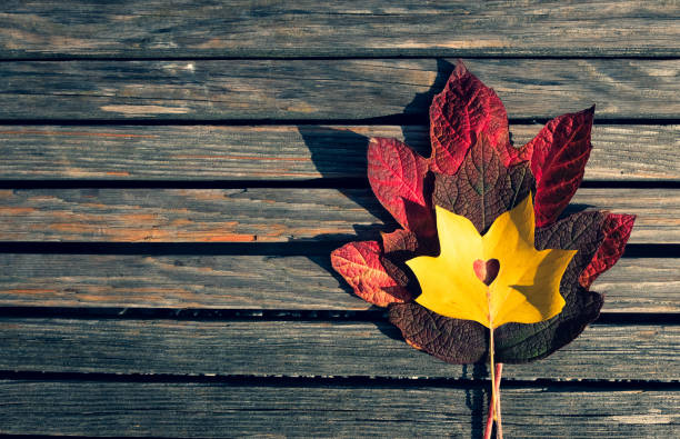 istock Red and yellow maple leaves on a wooden bench 1332280471