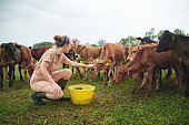 Shot of a young woman working with cows on a farm