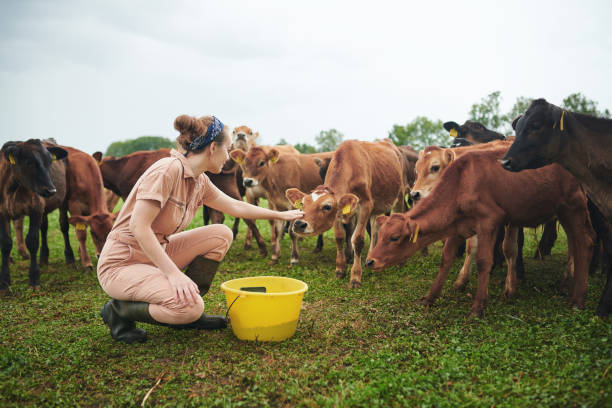 shot of a young woman working with cows on a farm - animals feeding imagens e fotografias de stock