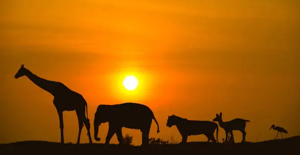 Photo of Combine multiple animals. There are giraffes, elephants, tigers, deer and birds. Walk back home The sun is falling down.