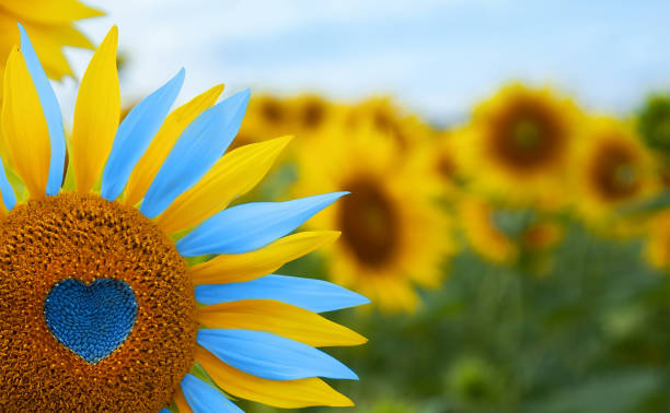 sunflower with blue heart shaped center, yellow and blue petals. national flag colors. love ukraine concept - ukraine nature imagens e fotografias de stock